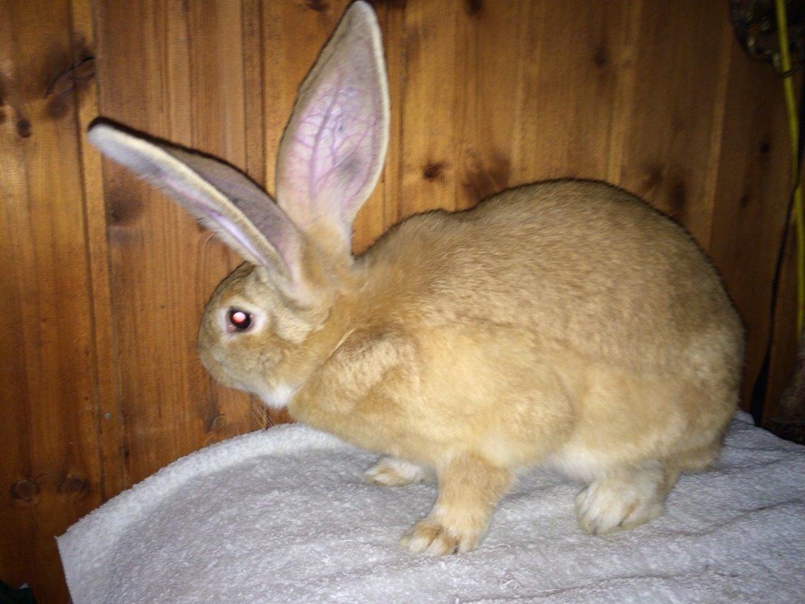 Kanin Stald Jordbro's Wilma Flidendstone billede 7