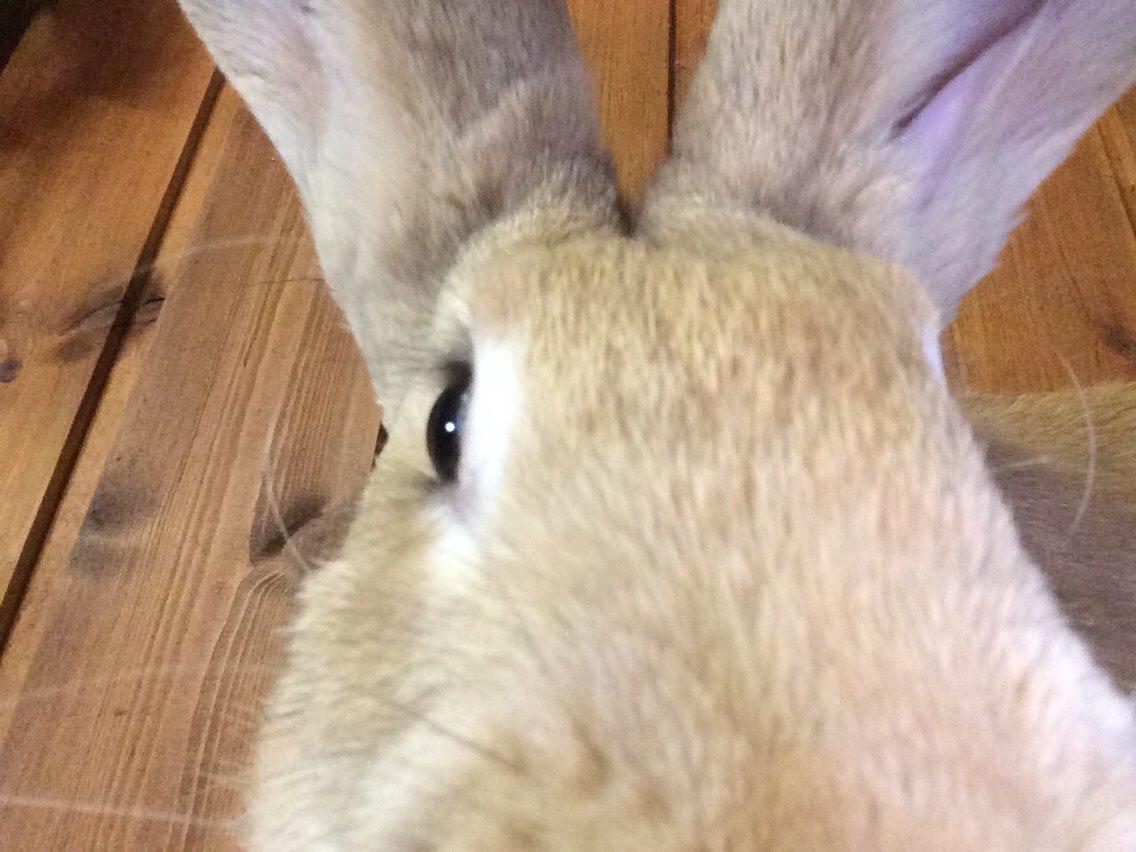 Kanin Stald Jordbro's Wilma Flidendstone billede 9