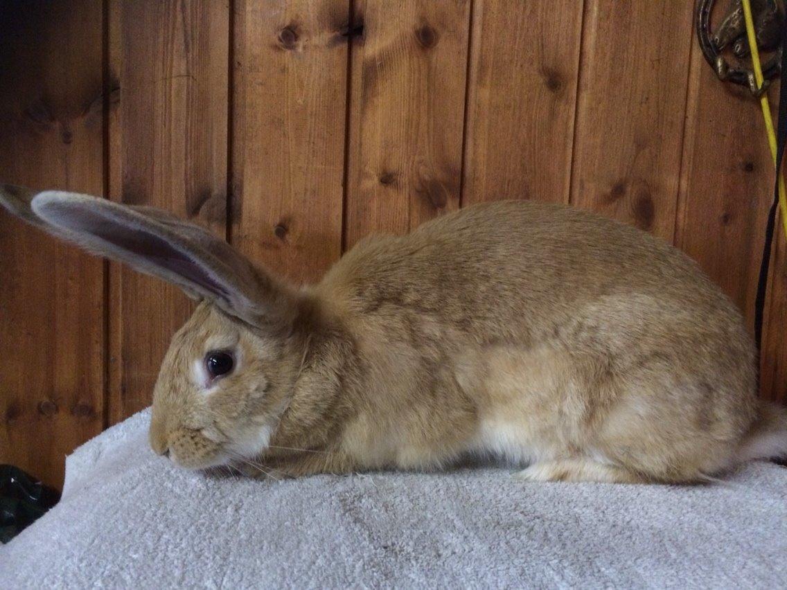 Kanin Stald Jordbro's Wilma Flidendstone billede 12
