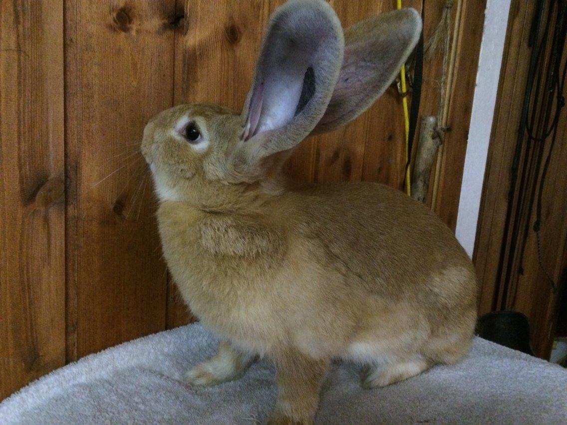 Kanin Stald Jordbro's Wilma Flidendstone billede 10