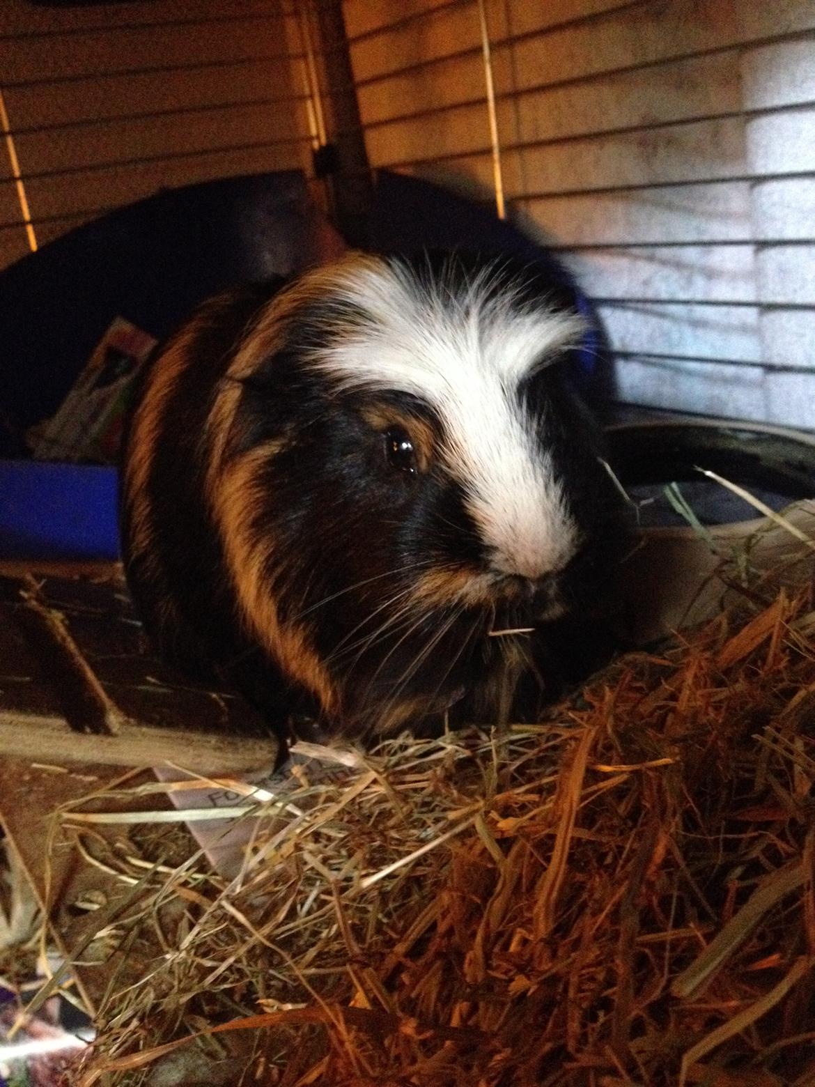 Marsvin Tesla RIP  billede 1