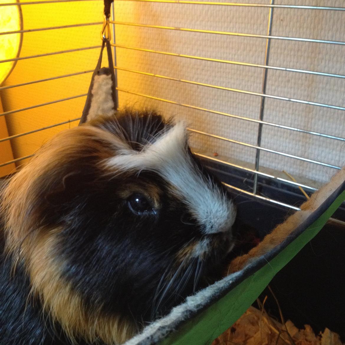 Marsvin Tesla RIP  billede 11