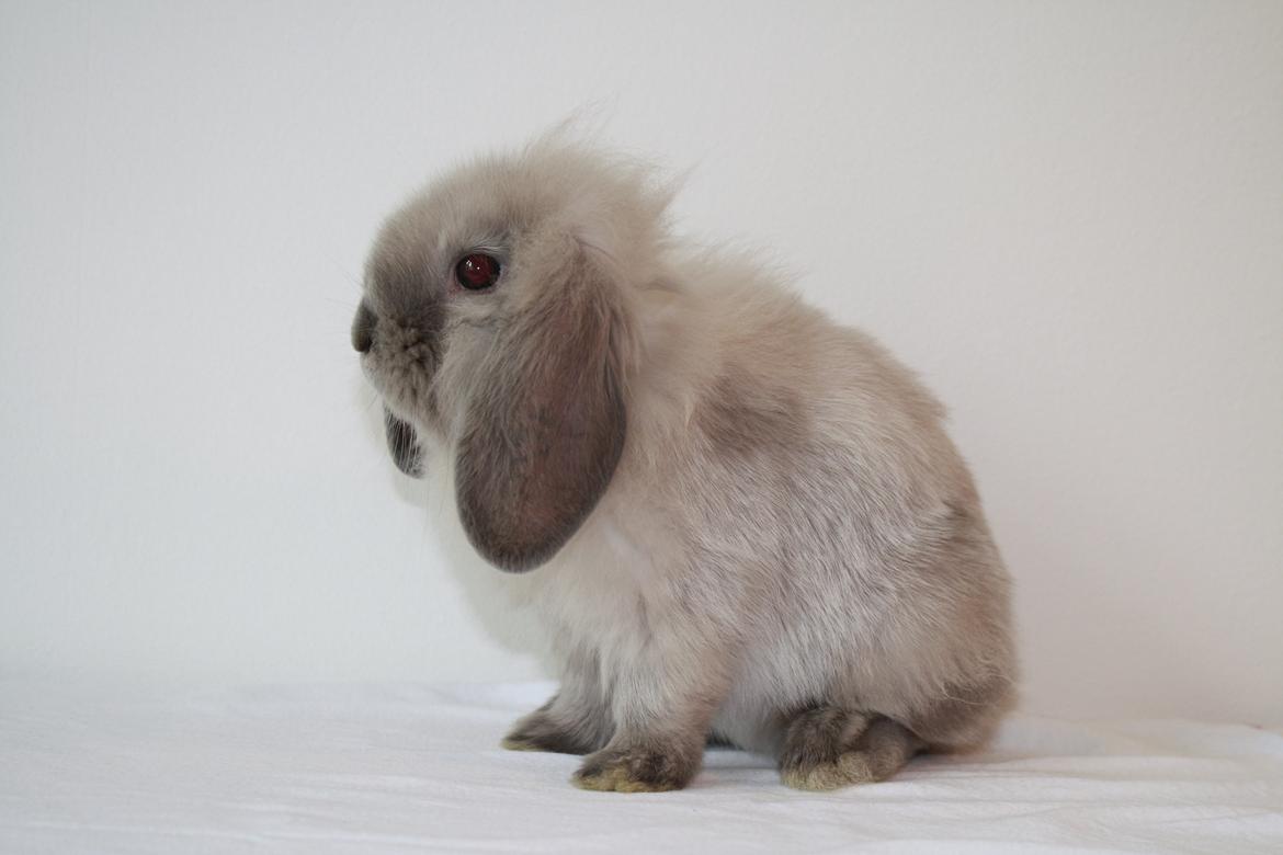 Kanin Plyshusets Silke billede 3