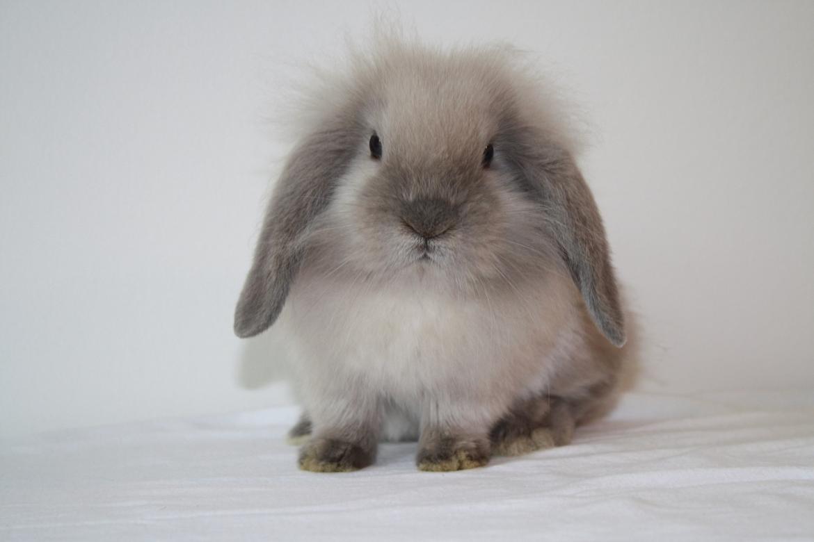 Kanin Plyshusets Silke billede 4