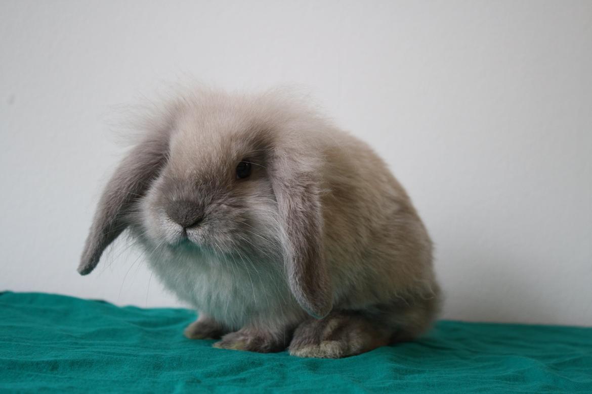 Kanin Plyshusets Silke billede 5