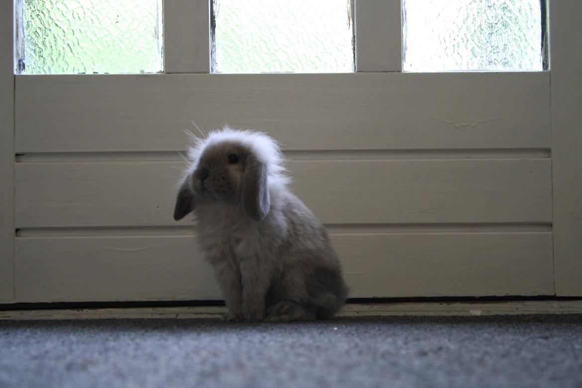 Kanin Plyshusets Silke billede 6