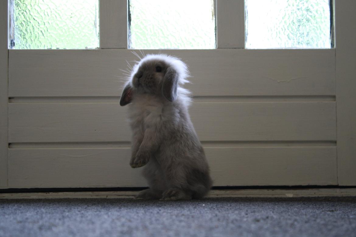 Kanin Plyshusets Silke billede 7