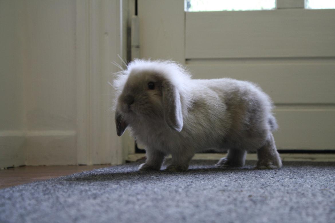 Kanin Plyshusets Silke billede 8