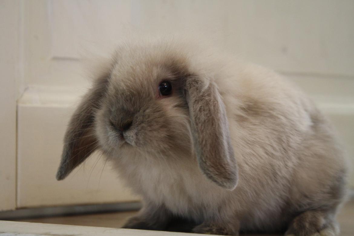 Kanin Plyshusets Silke billede 1