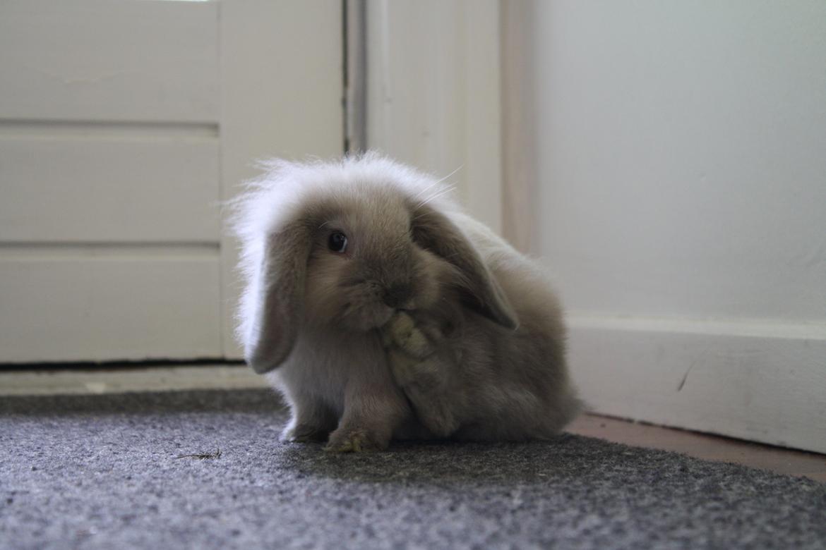 Kanin Plyshusets Silke billede 10