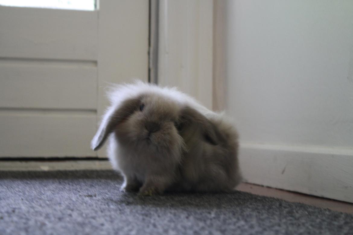 Kanin Plyshusets Silke billede 9