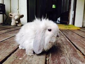 Kanin Plyshusets Silke billede 11