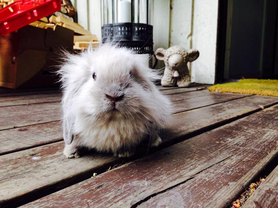 Kanin Plyshusets Silke billede 2