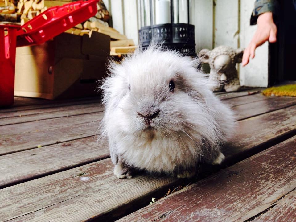 Kanin Plyshusets Silke billede 12