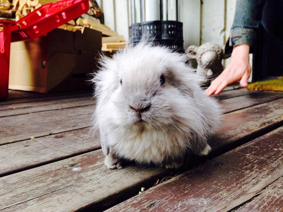 Kanin Plyshusets Silke billede 13