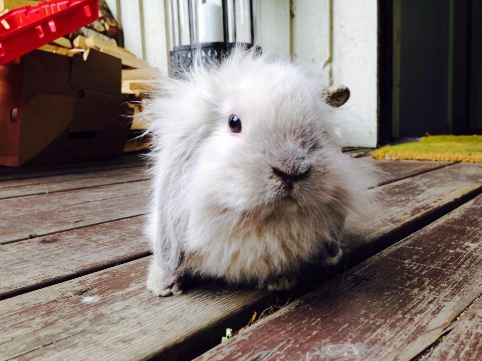 Kanin Plyshusets Silke billede 14