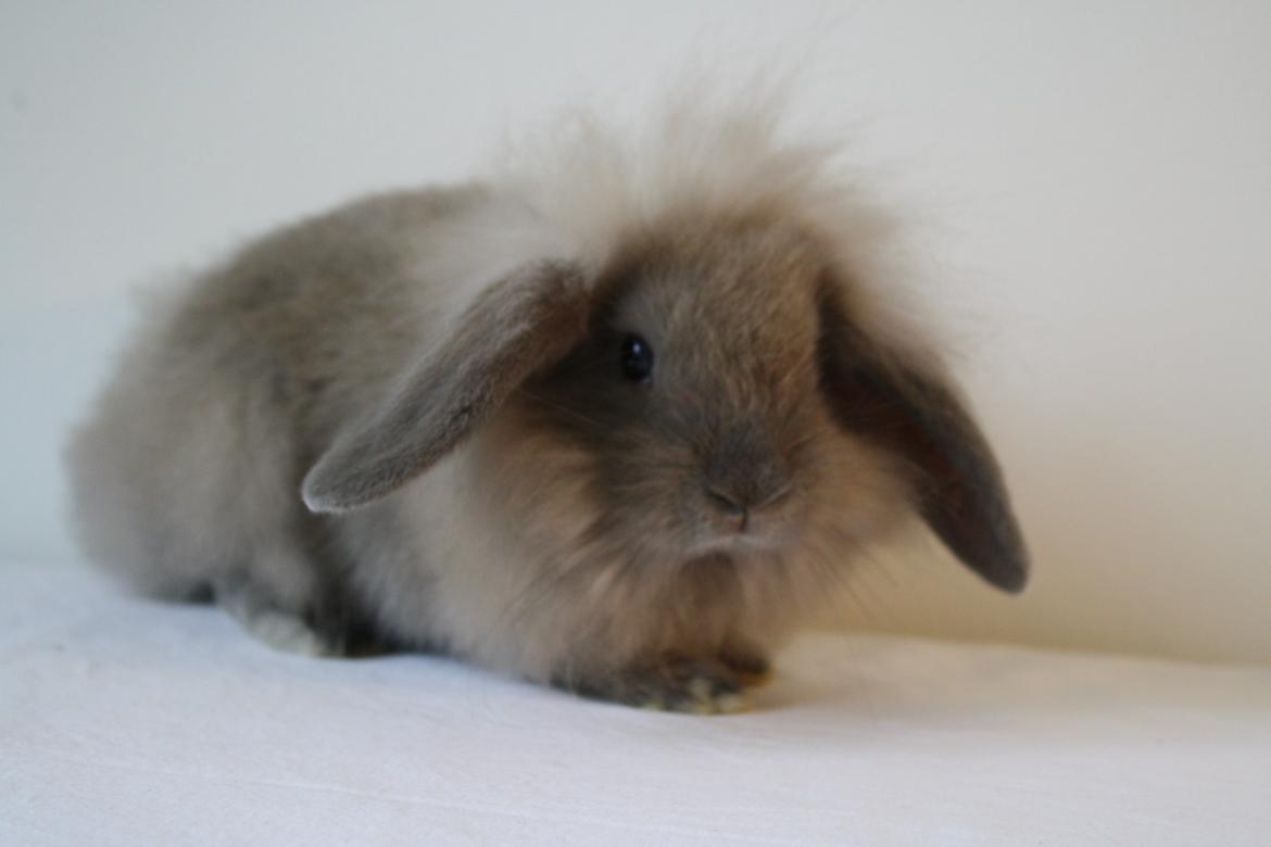 Kanin Plyshusets Lille Skid  billede 4