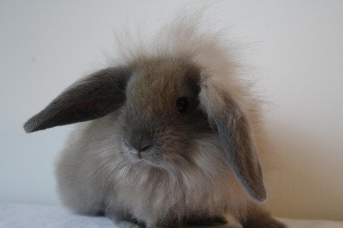 Kanin Plyshusets Lille Skid  billede 5