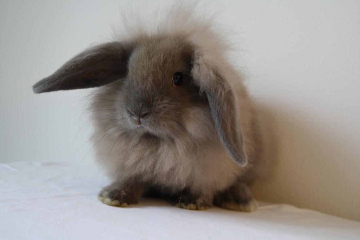 Kanin Plyshusets Lille Skid  billede 7