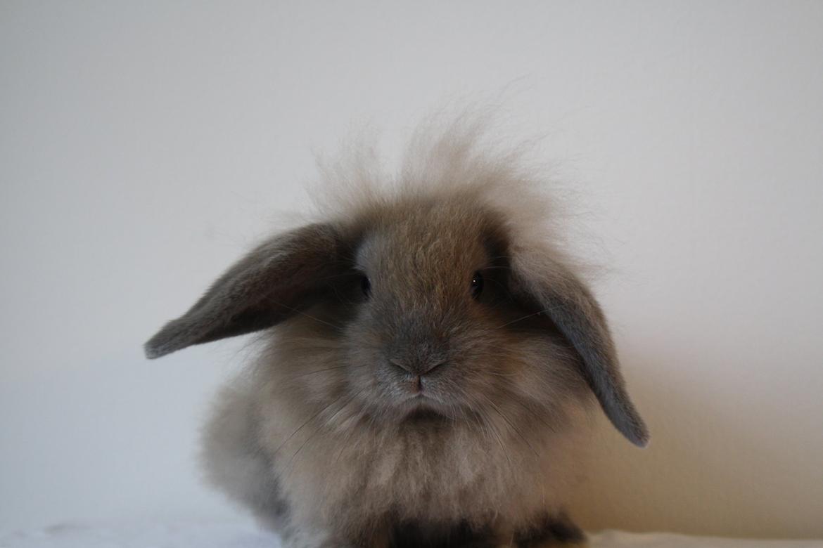 Kanin Plyshusets Lille Skid  billede 6