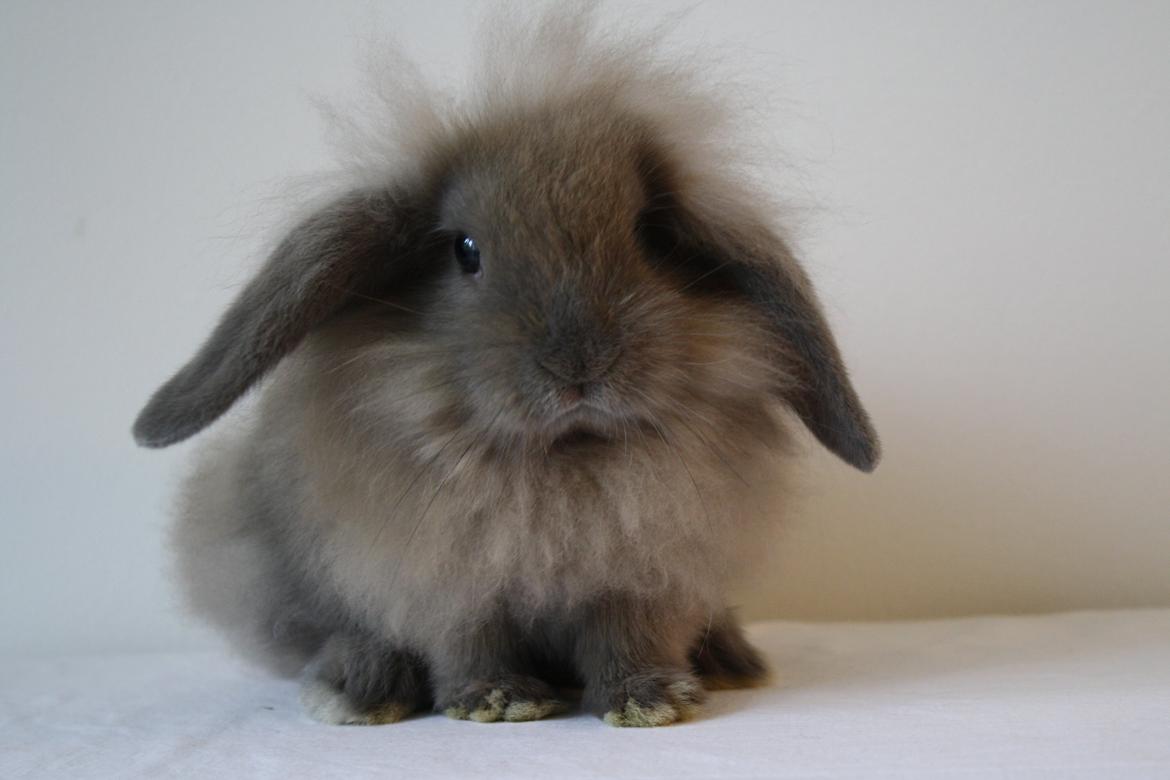 Kanin Plyshusets Lille Skid  billede 8