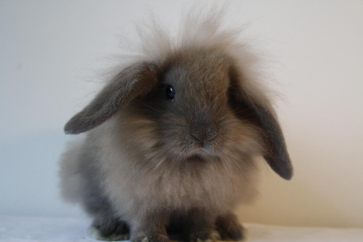 Kanin Plyshusets Lille Skid  billede 9