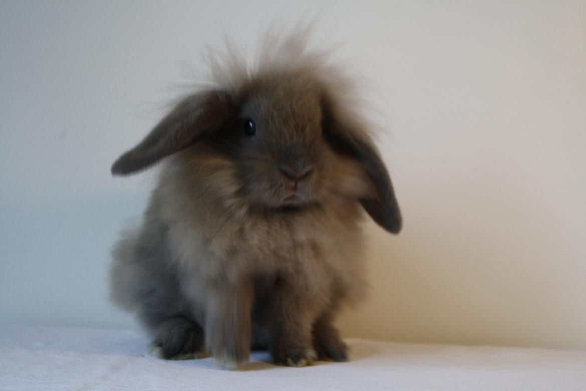 Kanin Plyshusets Lille Skid  billede 1