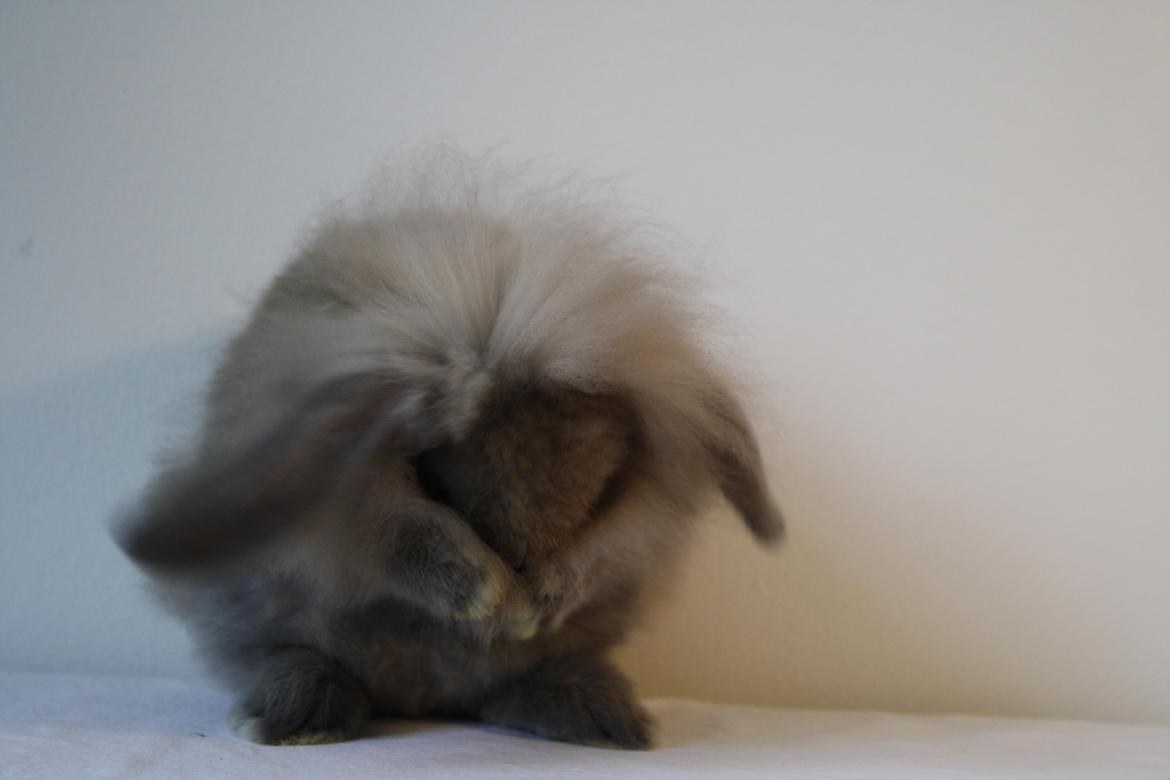 Kanin Plyshusets Lille Skid  billede 10