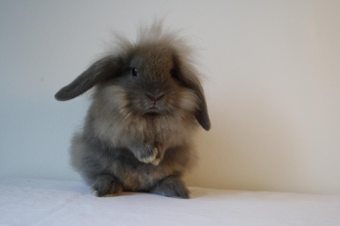 Kanin Plyshusets Lille Skid  billede 2