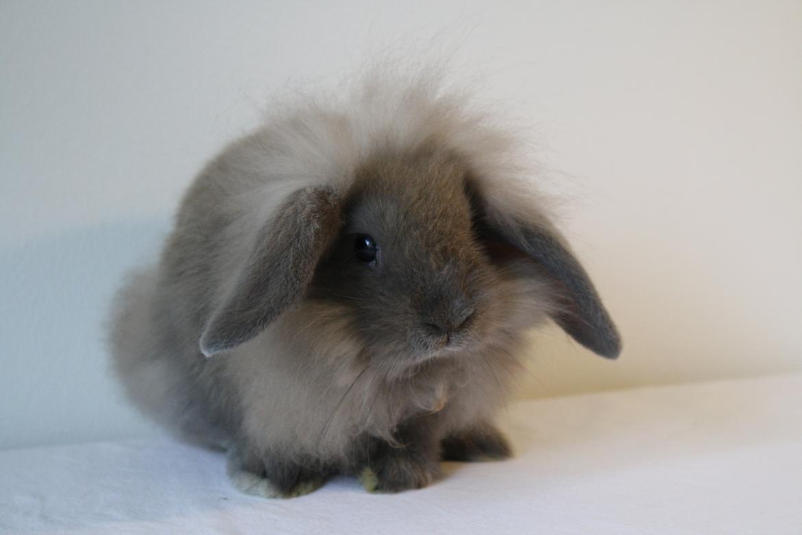 Kanin Plyshusets Lille Skid  billede 11