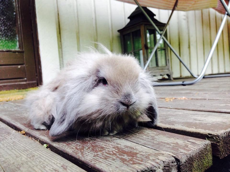 Kanin Plyshusets Lille Skid  billede 12