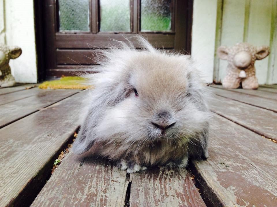 Kanin Plyshusets Lille Skid  billede 13