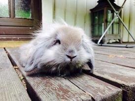 Kanin Plyshusets Lille Skid  billede 14