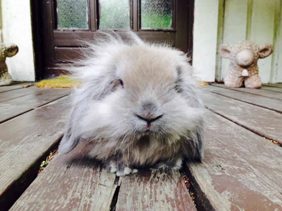 Kanin Plyshusets Lille Skid  billede 3