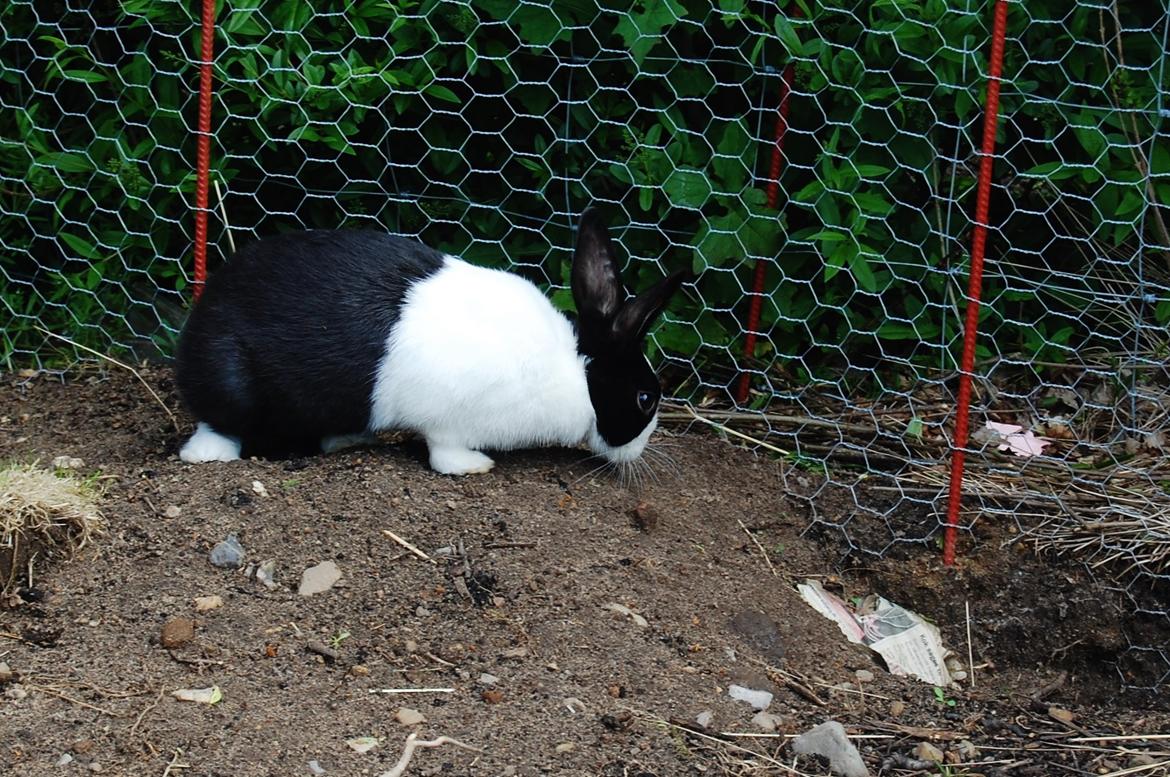 Kanin Ai Campari Keevah billede 3