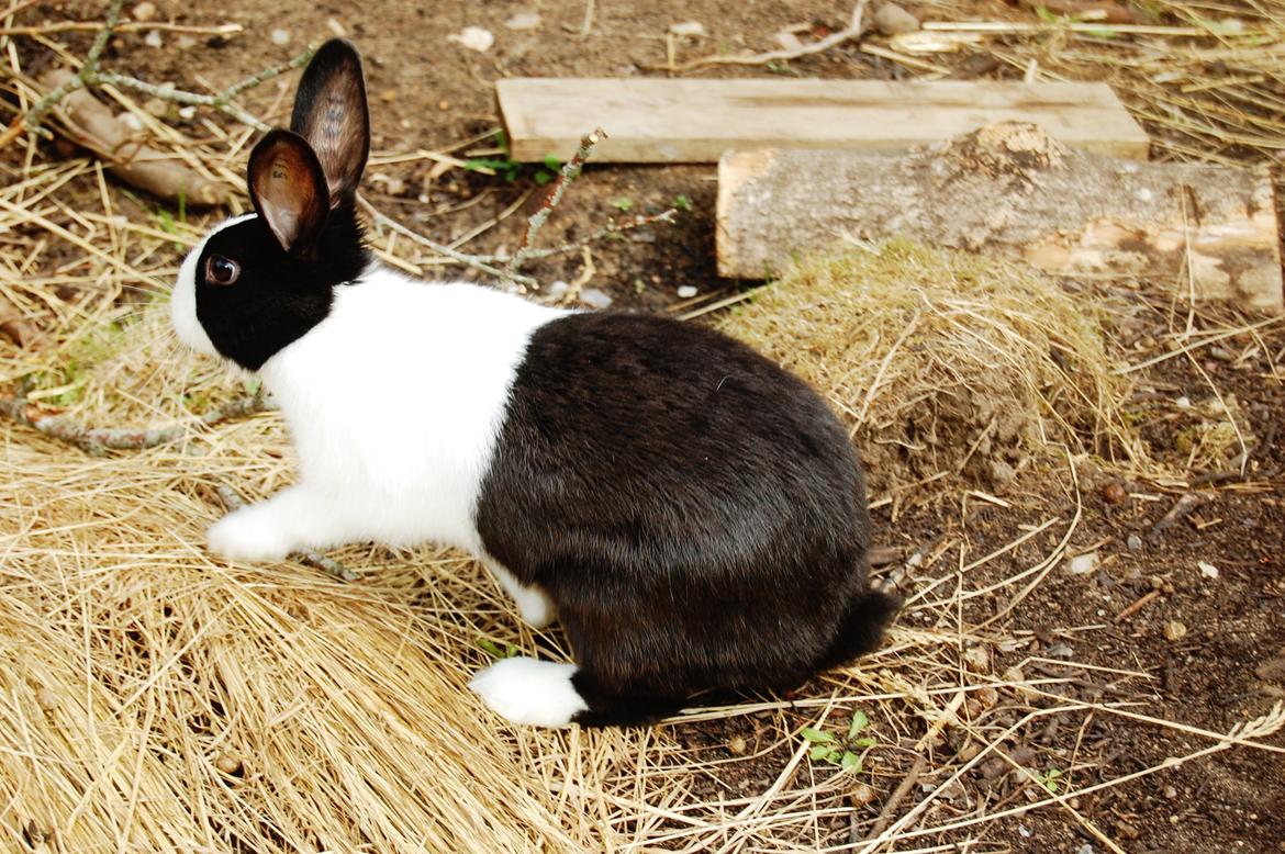 Kanin Ai Campari Keevah billede 2