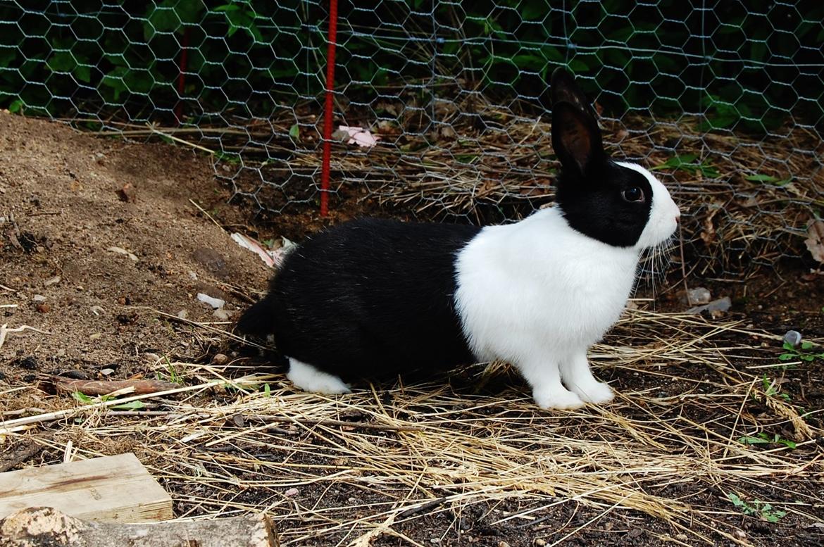 Kanin Ai Campari Keevah billede 5