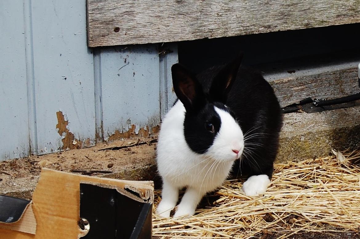 Kanin Ai Campari Keevah billede 6