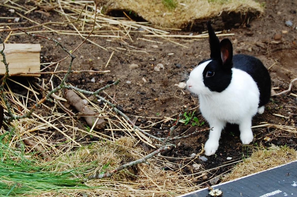 Kanin Ai Campari Keevah billede 7