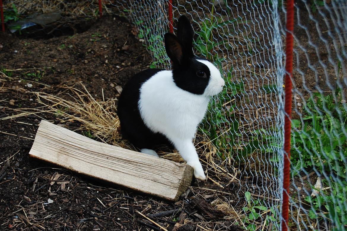 Kanin Ai Campari Keevah billede 4