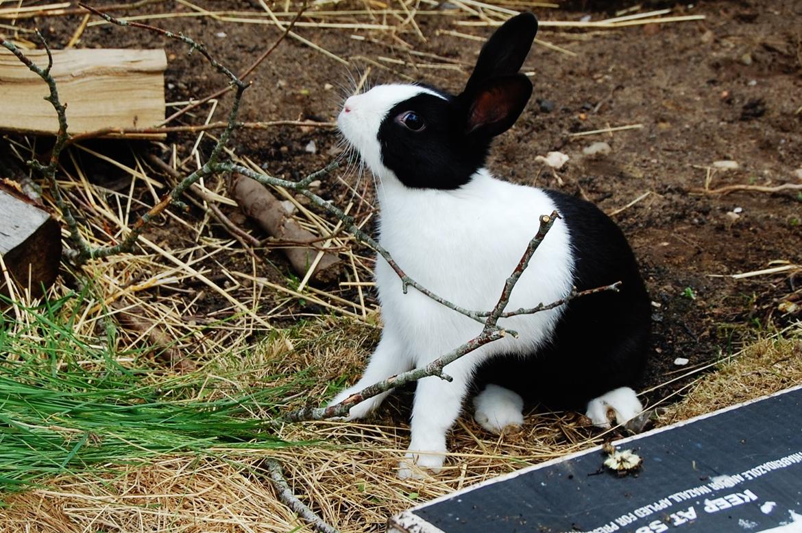 Kanin Ai Campari Keevah billede 1
