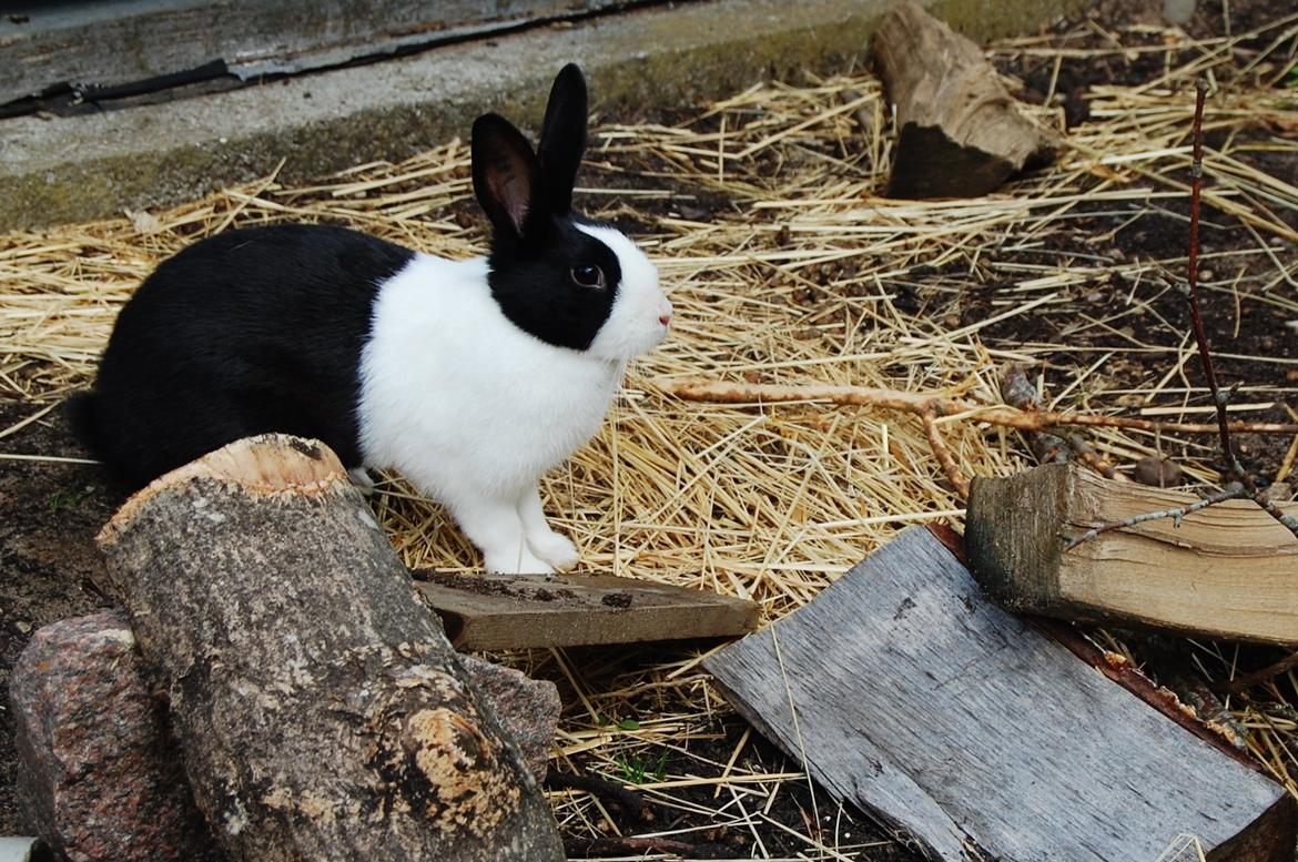 Kanin Ai Campari Keevah billede 8