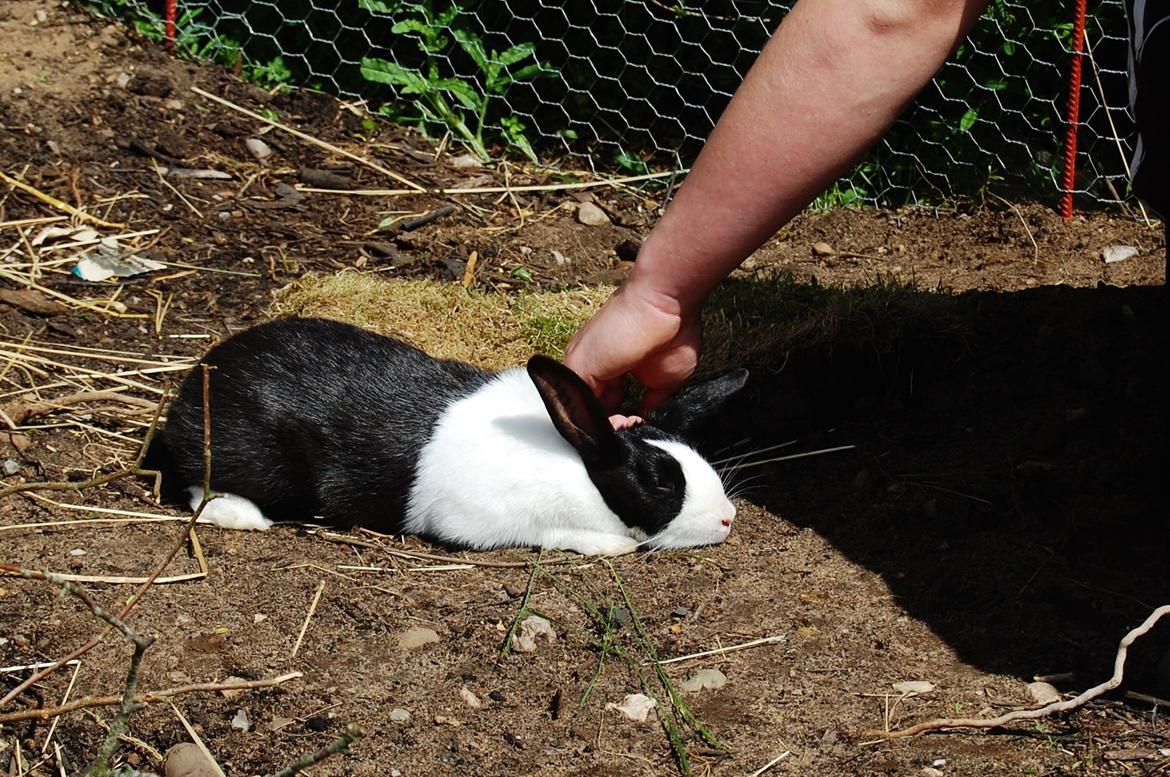 Kanin Ai Campari Keevah billede 11