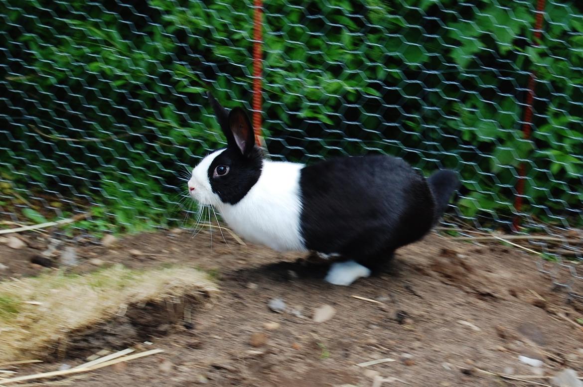 Kanin Ai Campari Keevah billede 10