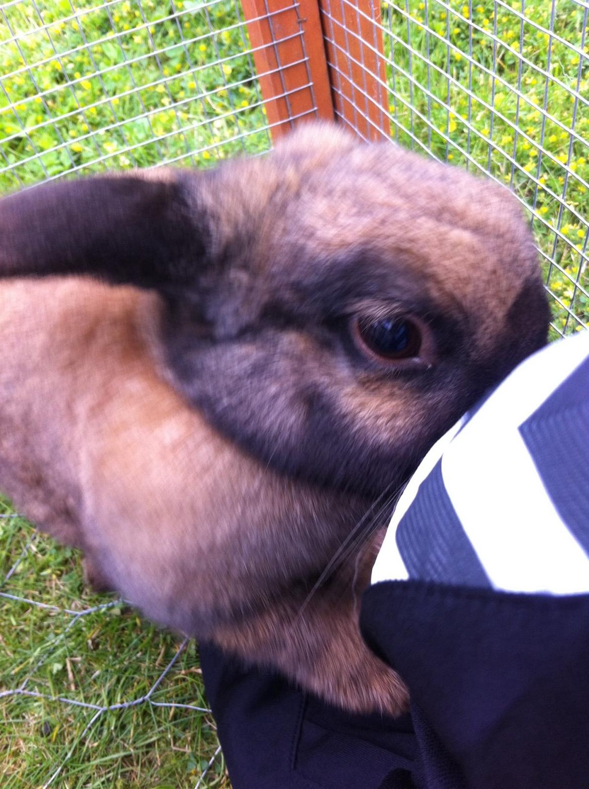 Kanin Silke billede 1