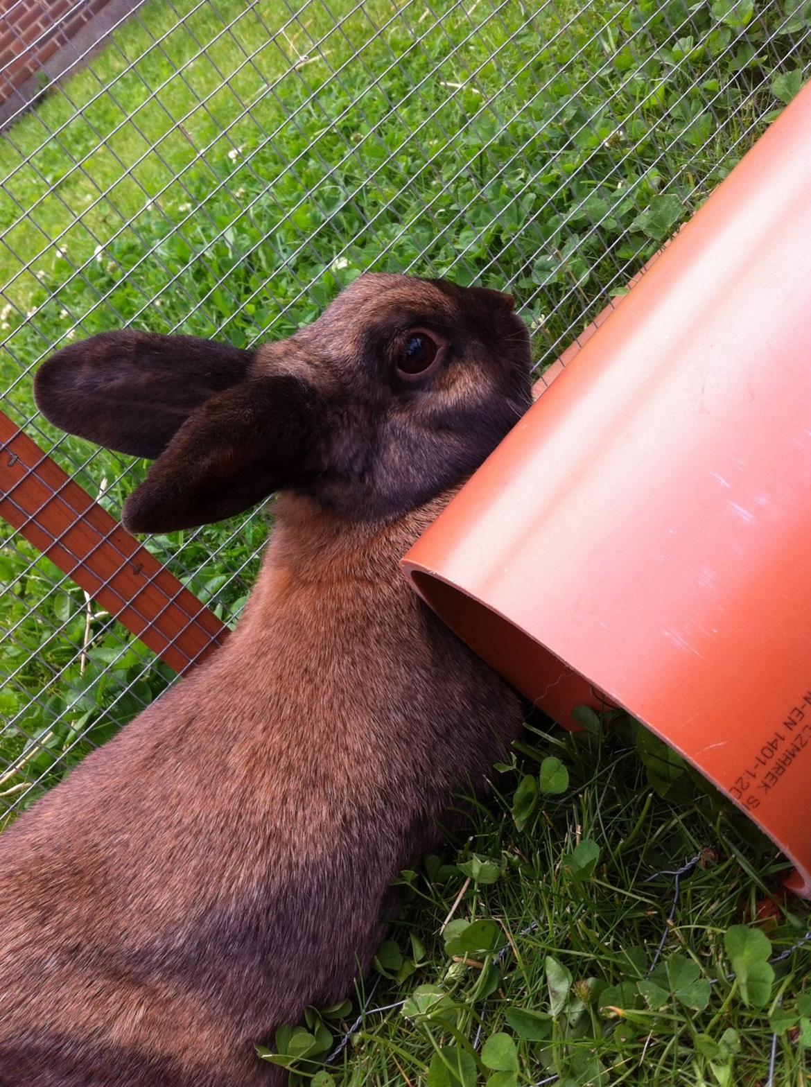 Kanin Silke billede 2