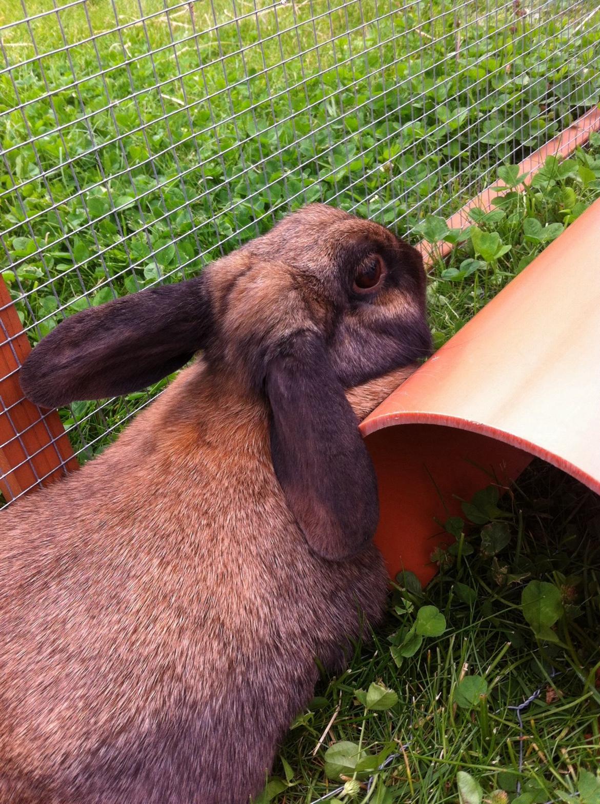 Kanin Silke billede 4