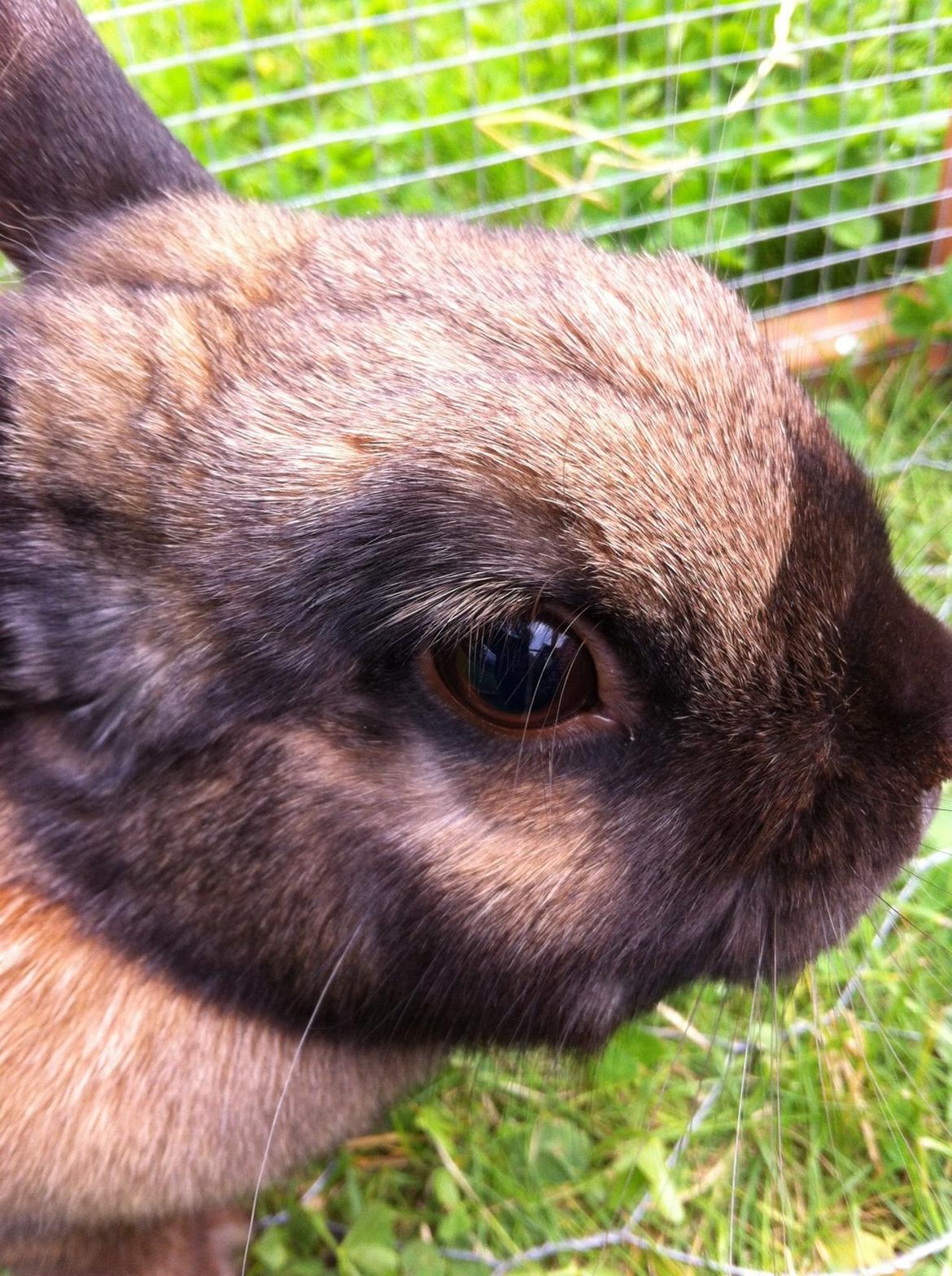 Kanin Silke billede 8