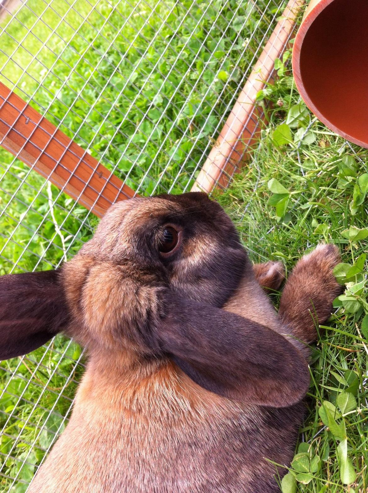 Kanin Silke billede 7