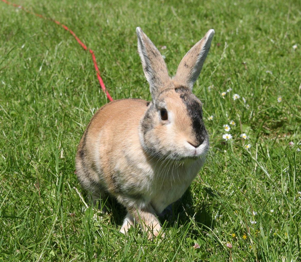 Kanin Unik`s Filur billede 2